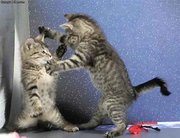Cat Boxing Match