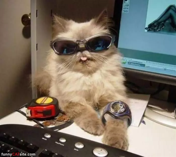 One Very Cool Cat
