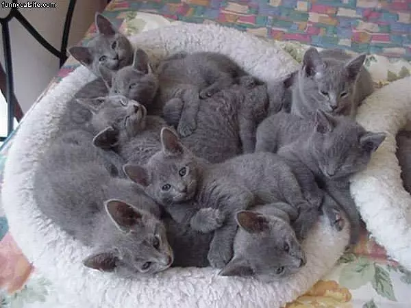 Pack Of Gray Kittensjpg