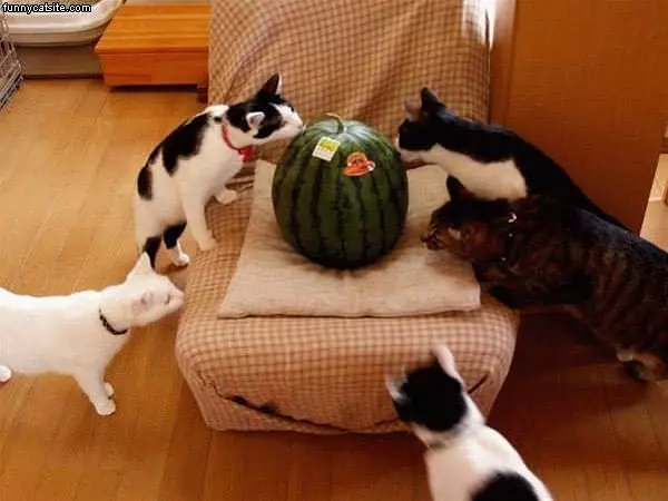 Watermelon Cats