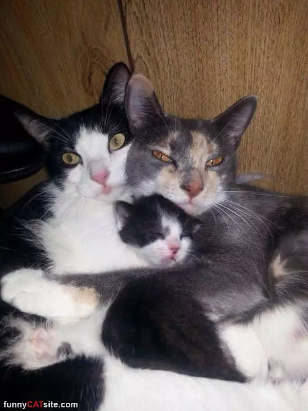 The Cat Family