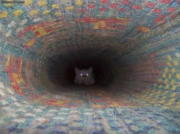 Tunnel Cat