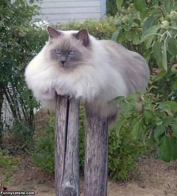 I Am Post Cat