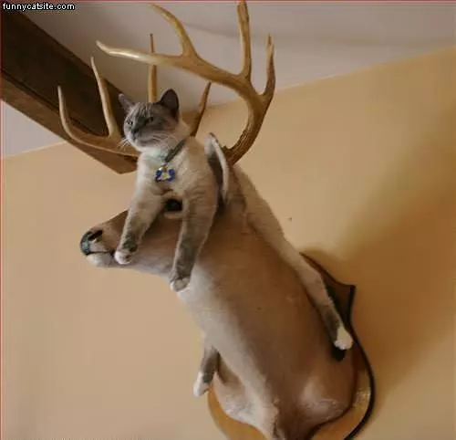 Deer Cat