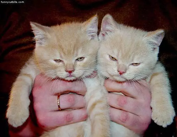 Two Kittens In Hand