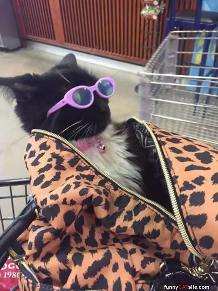 Cool Bag Of Cat
