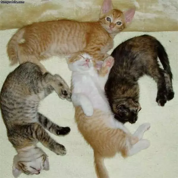 Kitten Positions