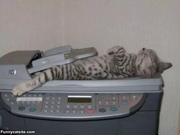 Kitten Fax