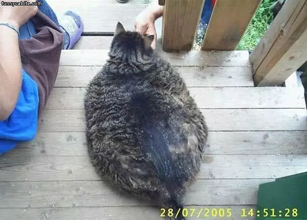 Fat Cat On Deck