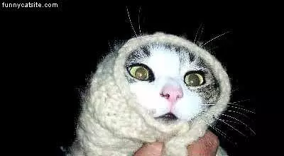 Wrapped Up Kittah