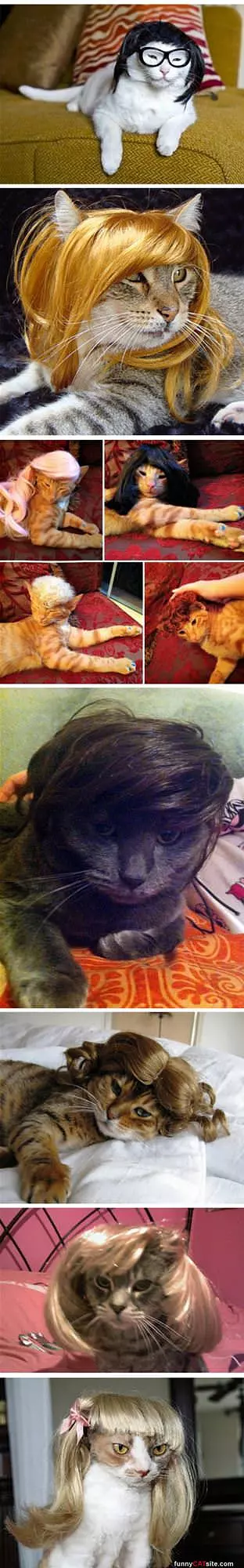 More Cat Wigs