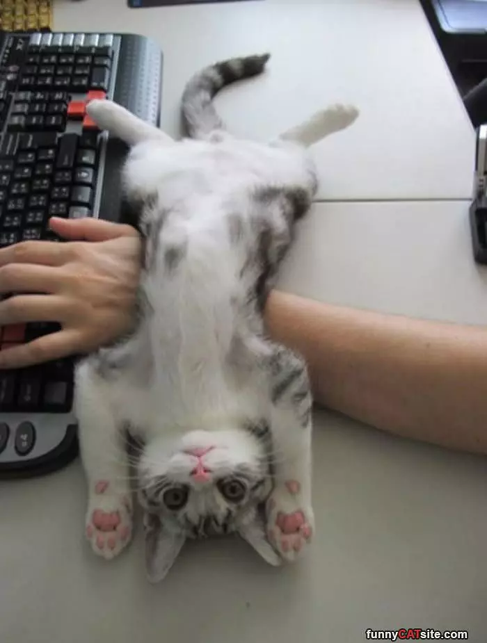 No Computer Time Belly Rubs Instead