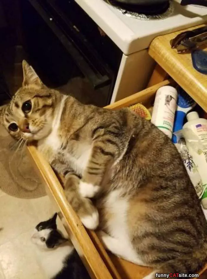 Just A Drawer Of Cat