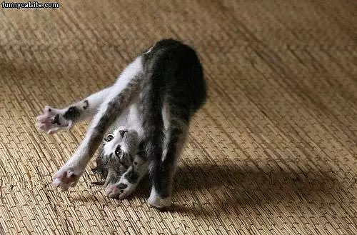 Sumersault Kitten