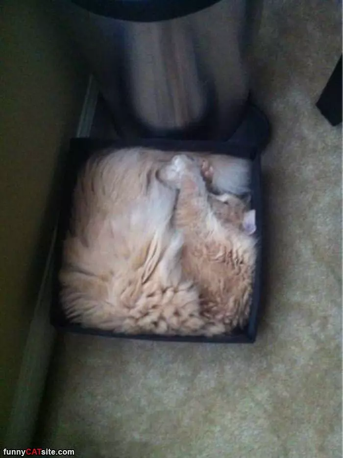 I Fit Just Perfectly