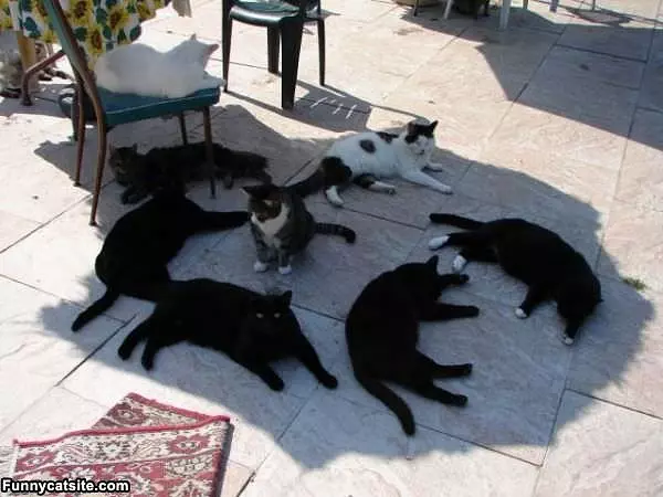 Little Cat Army