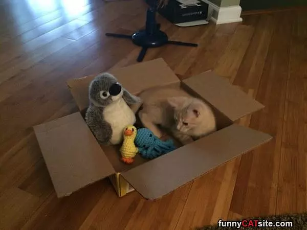 Sharing My Box