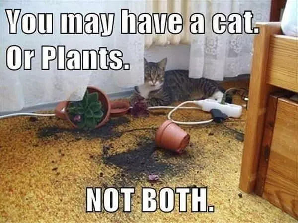 Cats And Plants