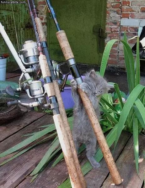 Cat Fishing Poles