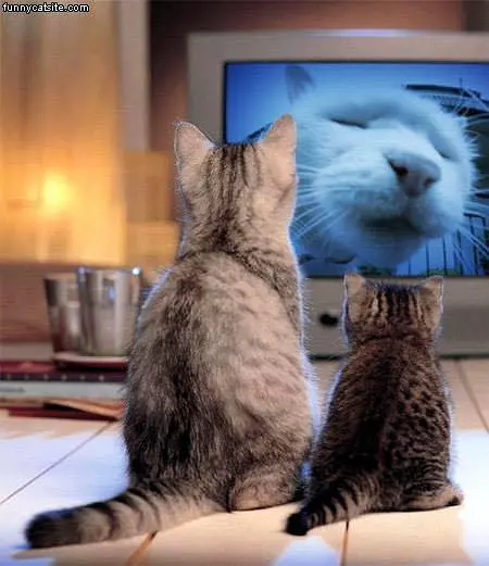 Cats Watching Tv