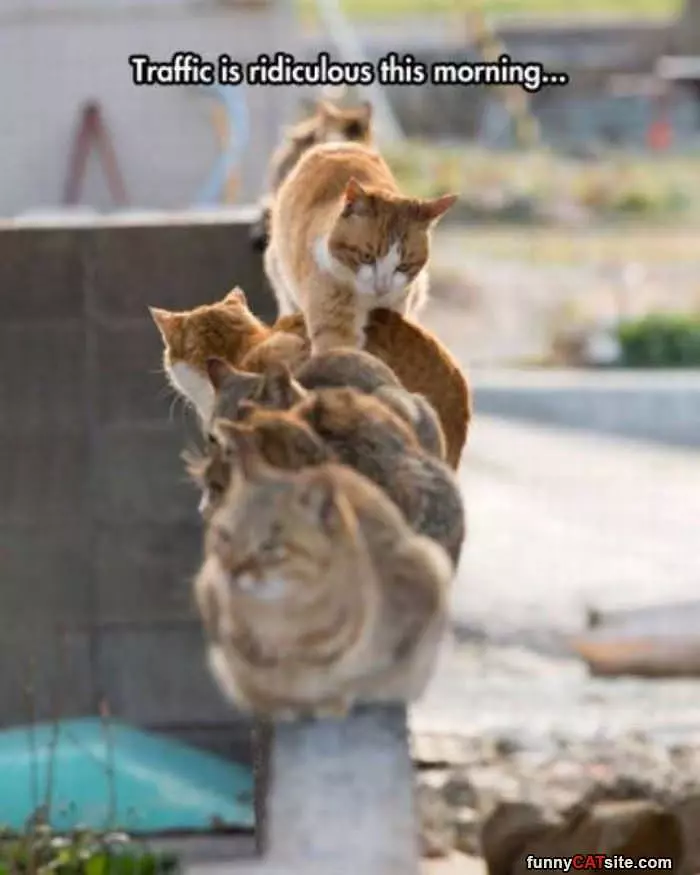 Cat Traffic