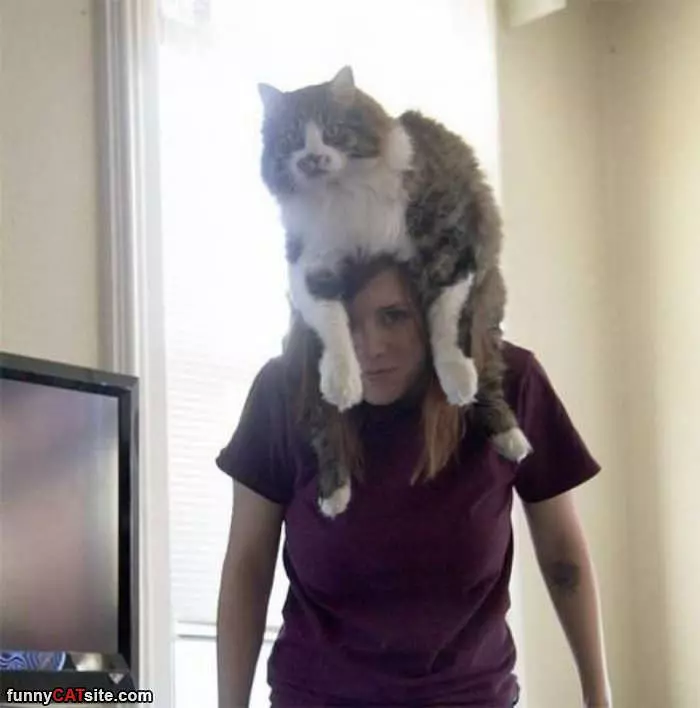 The Cat Is Also A Hat