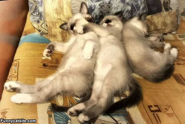 Cats Relaxing Around