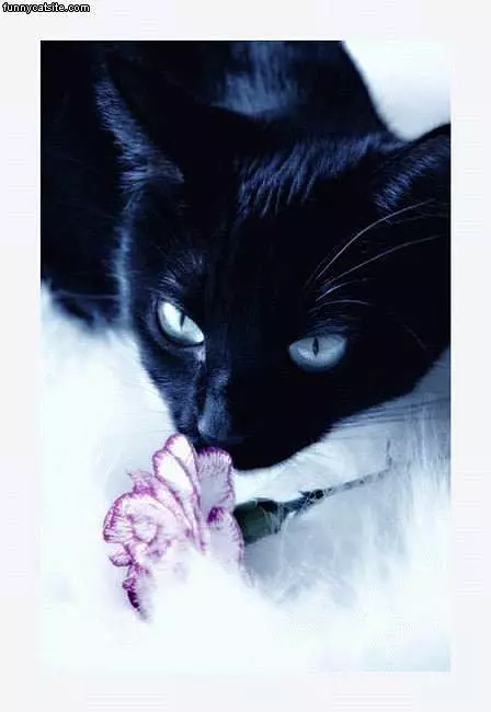 Black And White Kitten Sniffing Flower
