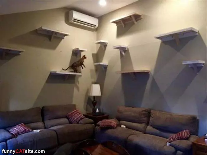 Awesome Cat Wall