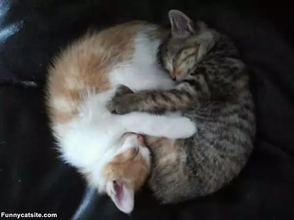 Curled Up Together