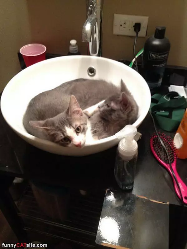 Sink Of Cats