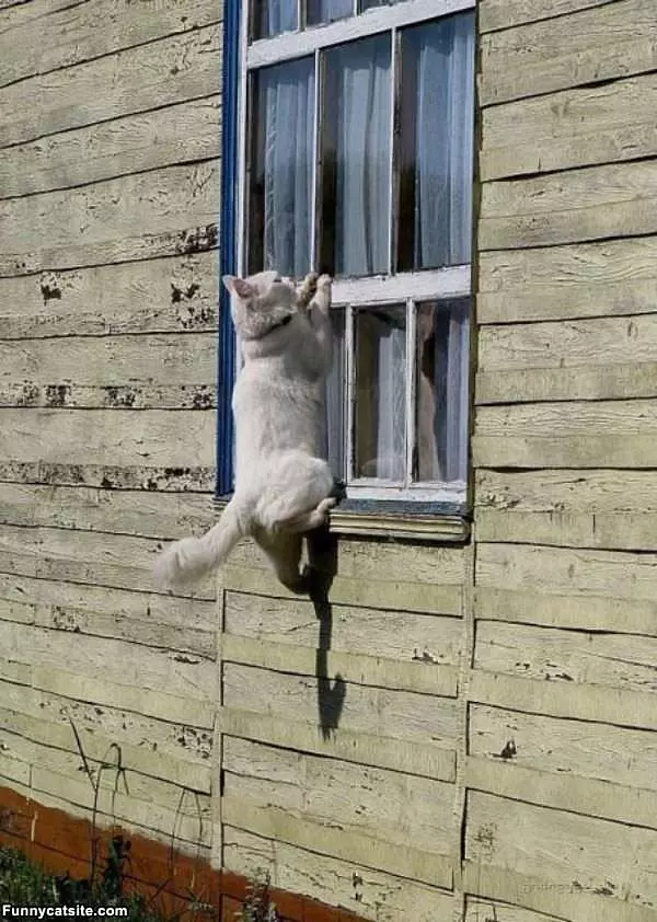Window Climbing