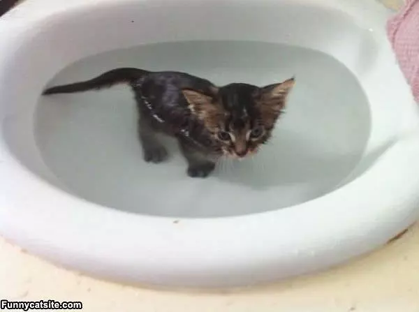Tiny Kitten Bath