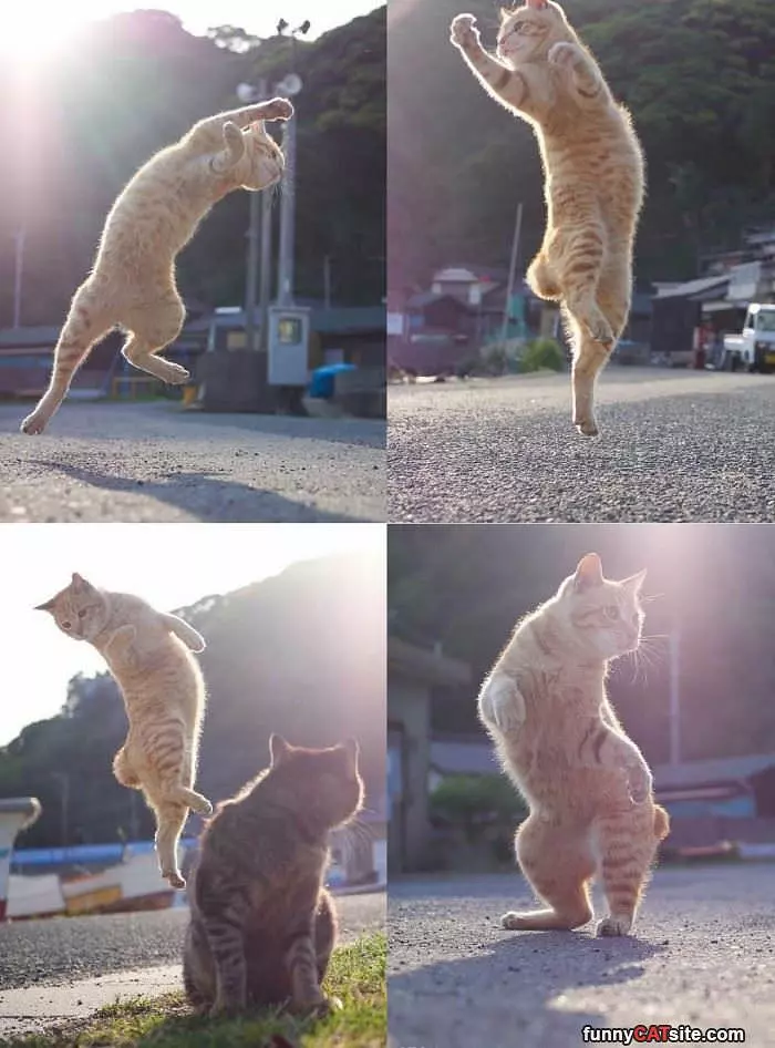 Jumping For Joy