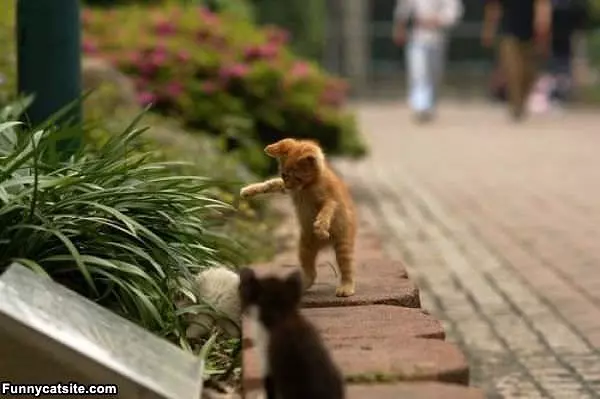 Tiny Kitten Attack