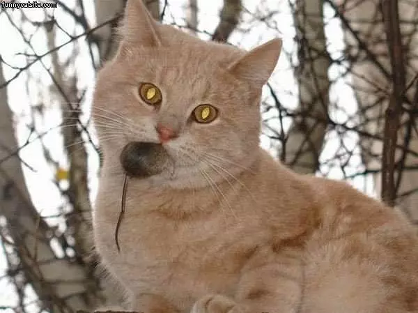 Yellow Cat With Ful Mouth