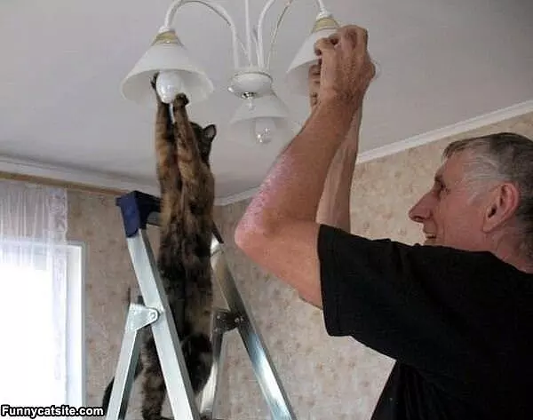 Helping Hand Cat