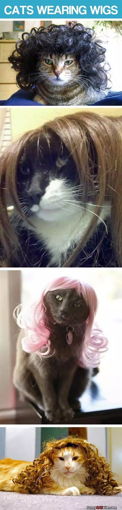 Cats In Wigs