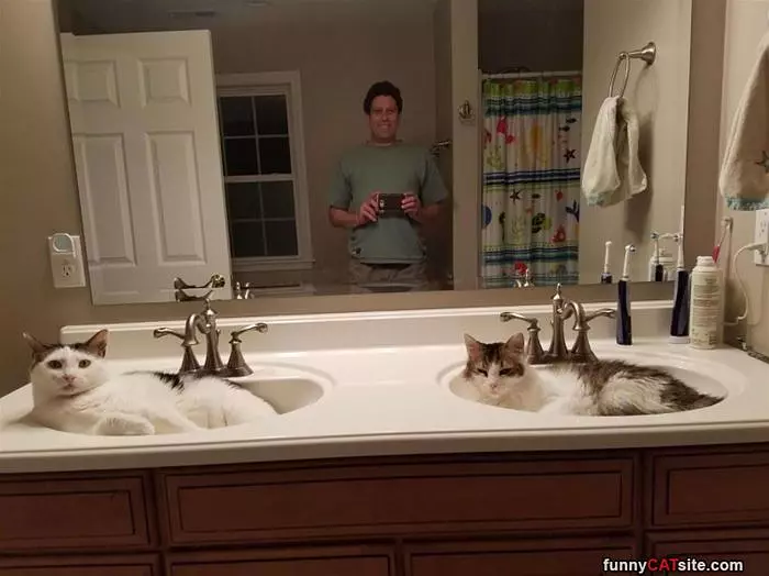Cats In Sinks