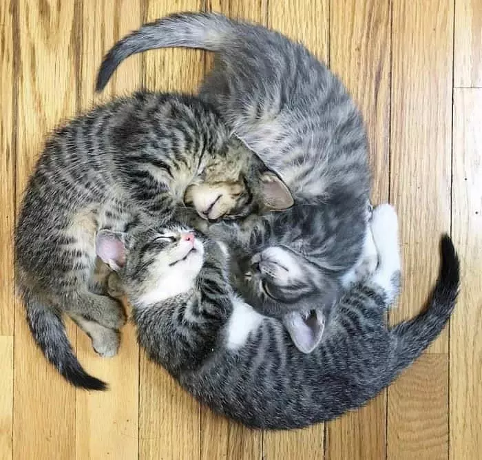 Sleeping In A Circle