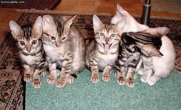 Kitty Family Photo