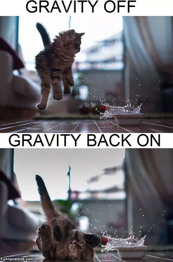 Cat Vs Gravity
