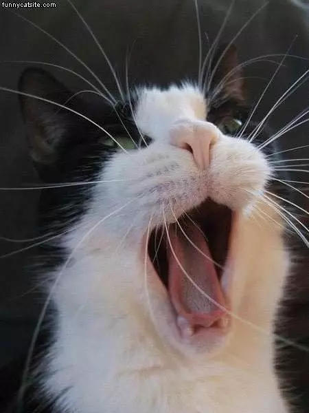 Yawning Cat 2