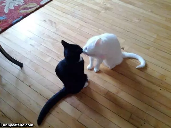 Black And White Cats Kiss