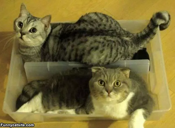 We Are The Box Cats