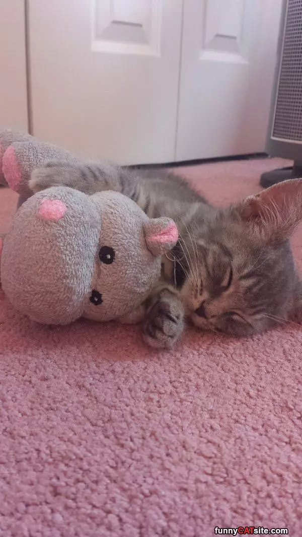 Cuddling Up With My Teddy