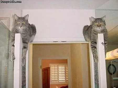 2 Cats On Top Of Doors