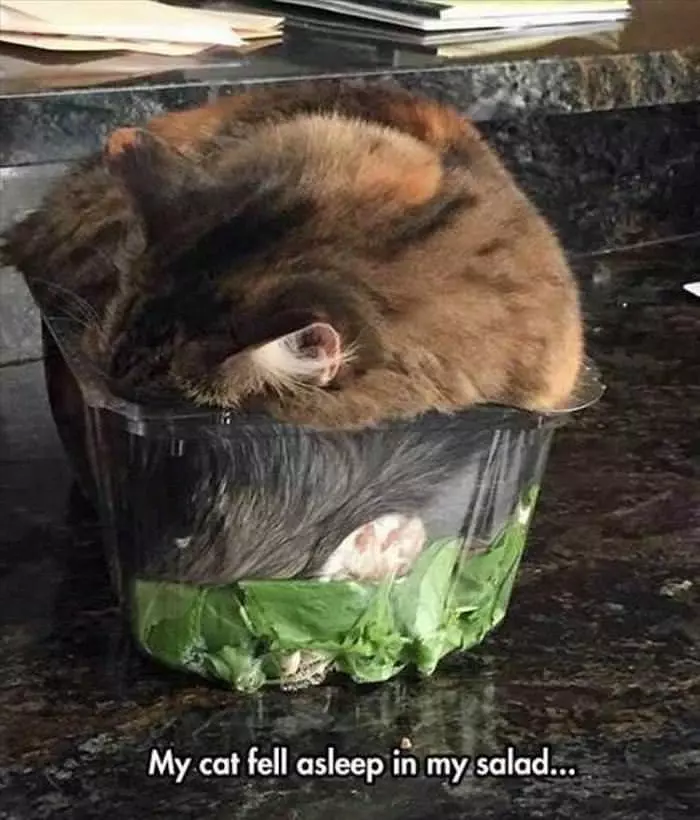 Fell Asleep In A Salad