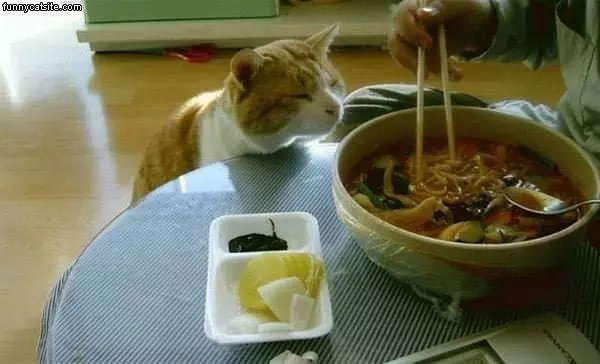 Cat Wants Soup