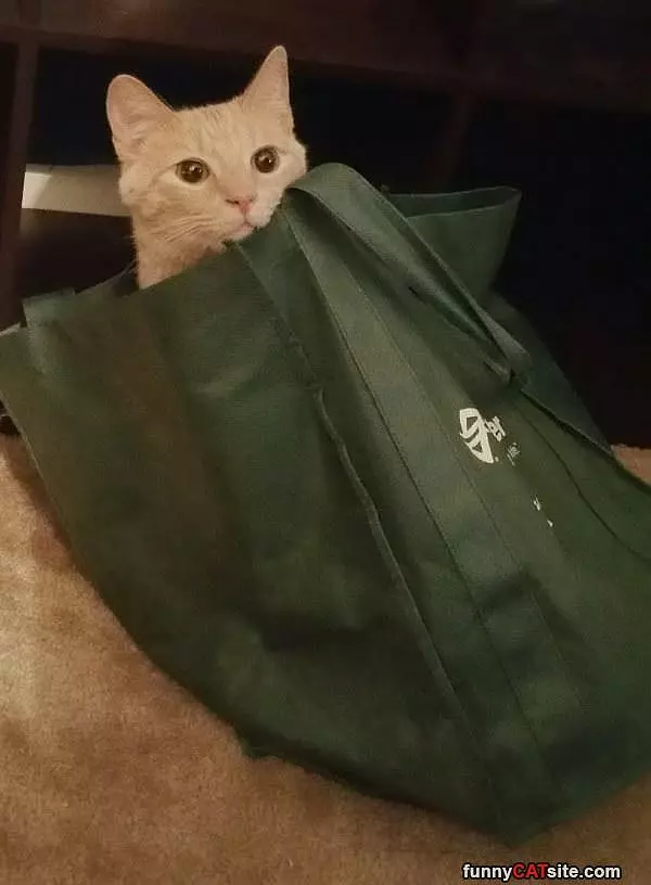 I Has A Bag